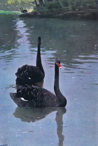 黑天鹅，从世界的野生动物的例证，c.1910