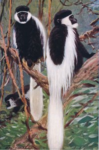 Guereza，来自世界野生动物的插图，c.1910