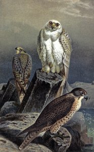 猎鹰，c.1910（插图） 作者 威廉·库纳特