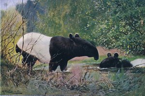印度Tap，来自Frederick Warne＆Co出版的“世界野生动物”，c.1900