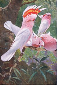 Leadbeaters凤头鹦鹉，来自世界野生动物的插图，c.1910