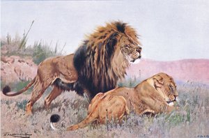 狮子和母狮，从世界的野生动物的例证，c.1910