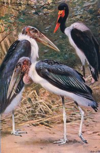 Marabou和Jabiru，来自世界野生动物的插图，c.1910