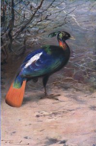 Monal，来自Frederick Warne＆Co出版的“世界野生动物”，c.1900