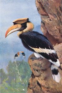 Pied Hornbill，来自Frederick Warne＆Co出版的“世界野生动物”，c.1900