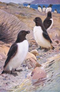 Razorbill，来自Frederick Warne＆Co出版的“世界野生动物”，c.1900