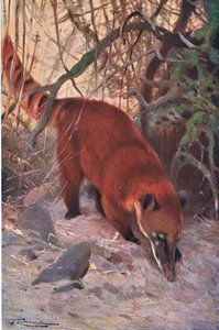 Red Coati，来自Frederick Warne＆Co出版的“世界野生动物”，c.1900 作者 威廉·库纳特