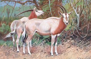 黑貂羚羊，来自世界野生动物的插图，c.1910 作者 威廉·库纳特