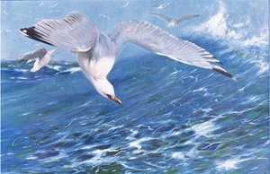Silver Gull，来自Frederick Warne＆Co出版的“世界野生动物”，c.1900