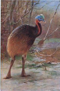 单一的Wattled Cassawory，从世界的野生动物的例证，c.1910