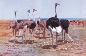 索马里鸵鸟，来自世界野生动物的插图，c.1910