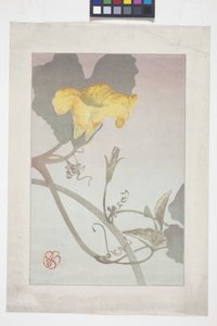 花卉研究 作者 威廉明娜西格米勒