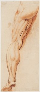 解剖研究（écorché）。从背面看男子被剥皮的左腿