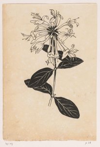 金银花