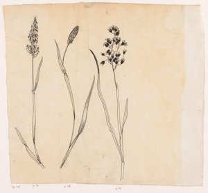 香草、梯牧草和蜜草