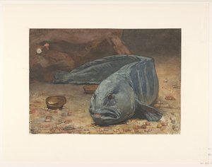 Zeewolf op de bodem van een aquarium 作者 威廉·阿诺杜斯·维特森