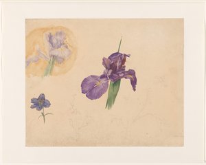 Studies van een iris en ridderspoor