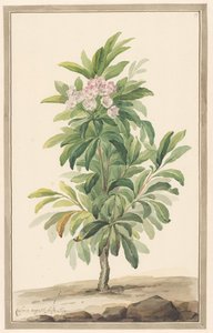 景观中的 Smalbladige lepelboom（Kalmia Angustifolia） 作者 威廉·范·莱恩（归因于）