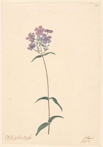 凤仙花枝 作者 威廉·范·莱恩（归因于）