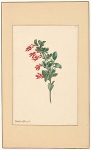 酸梅枝 作者 威廉·范·莱恩（归因于）