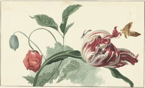 郁金香和罂粟花 作者 威廉·范·莱恩（归因于）