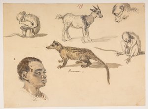 f.65 179 人头、浣熊、山羊和猴子，选自马戛尔尼勋爵于 1792 年至 1794 年间出使中国期间绘制的 372 幅风景、海岸线、服饰和日常生活画册（纸面铅笔和水彩画） 作者 威廉·亚历山大