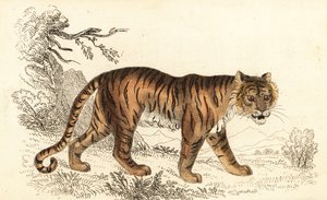 孟加拉虎，Panthera tigris tigris.，1834 年（雕刻） 作者 威廉·亚历山大·福布斯