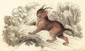 狞猫，狞猫，1834 年（雕刻） 作者 威廉·亚历山大·福布斯