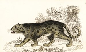 云豹，Neofelis nebulosa，1834 年（雕刻） 作者 威廉·亚历山大·福布斯