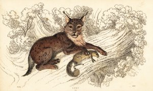 欧亚猞猁，Lynx lynx.，1834 年（雕刻） 作者 威廉·亚历山大·福布斯