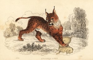 欧亚猞猁，Lynx lynx.，1834 年（雕刻） 作者 威廉·亚历山大·福布斯