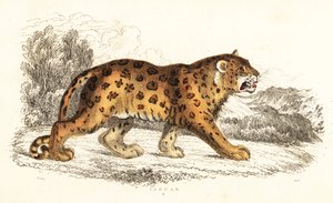 捷豹，Panthera onca.，1834 年（雕刻） 作者 威廉·亚历山大·福布斯
