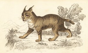 丛林猫，Felis chaus.1834年（雕刻） 作者 威廉·亚历山大·福布斯