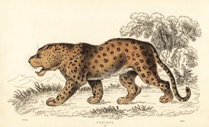 豹，Panthera pardus，脆弱。，1834 年（雕刻） 作者 威廉·亚历山大·福布斯