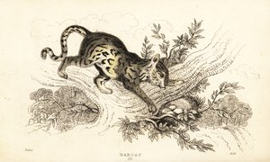 Margay, Leopardus wiedii.,1834 (雕刻) 作者 威廉·亚历山大·福布斯