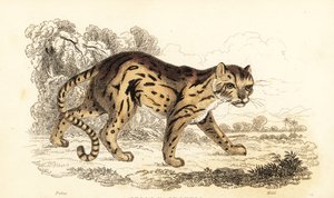 豹子学会了玛盖。 ,1834（雕刻） 作者 威廉·亚历山大·福布斯