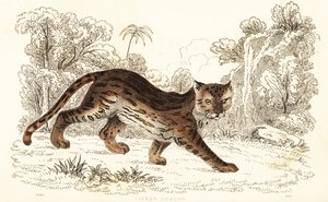 Margay，Leopardus wiedii catenata.,1834（雕刻） 作者 威廉·亚历山大·福布斯