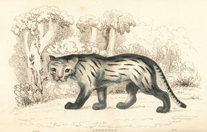 潘帕斯猫或潘塔纳尔猫，Leopardus colocola。 ,1834（雕刻） 作者 威廉·亚历山大·福布斯