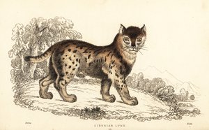 西伯利亚猞猁，Lynx lynx wrangeli (Felis lynx)。 作者 威廉·亚历山大·福布斯