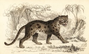 巽他豹猫，Prionailurus bengalensis subsp.1834年（雕刻） 作者 威廉·亚历山大·福布斯