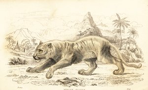 白虎，Panthera tigris tigris。濒危。1834年（雕刻） 作者 威廉·亚历山大·福布斯