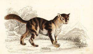 来自南美洲的野生龟甲猫，Felis catus。 ,1834（雕刻） 作者 威廉·亚历山大·福布斯