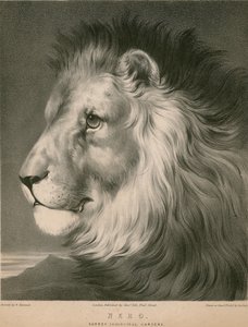 Nero the lion，Surrey Zoological Gardens，伦敦 作者 威廉·巴罗