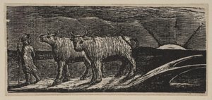 Unyokd小母牛，游荡的家园，来自维吉尔的桑顿牧场，1821年。 作者 威廉·布雷克