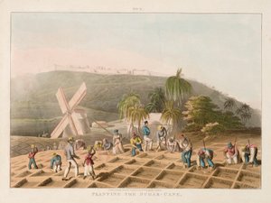 种植甘蔗，约 1820 年（彩色雕刻） 作者 威廉·克拉克