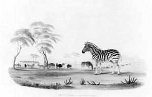 Equus burchelli，或Burchell的斑马，来自“南非非洲野生动物的肖像”，由弗兰克霍华德刻，1840年