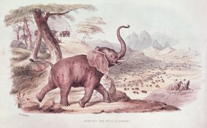 狩猎野象，来自&39;南非的野生体育&39;的插图由WC哈里斯，1841年