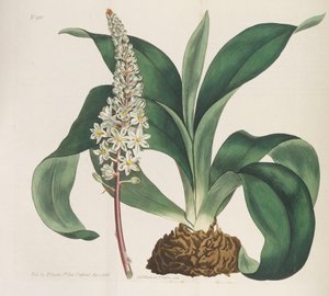 植物学杂志，1787-1833。