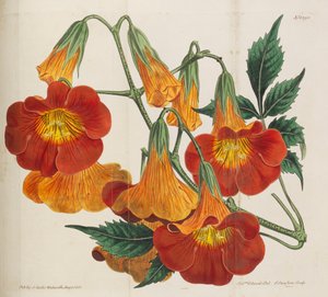植物学杂志，1787-1833。