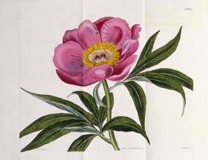 插图，编号2264，摘自《植物学杂志》，1787-1826年